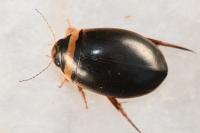 Graphoderus cinereus
