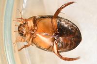 Graphoderus cinereus