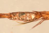 Graphoderus cinereus