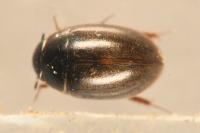 Anacaena lutescens