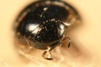 Anacaena lutescens