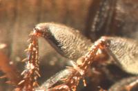 Anacaena lutescens