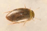 Laccophilus minutus