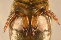 Laccophilus minutus