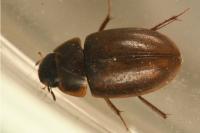 Enochrus nigritus