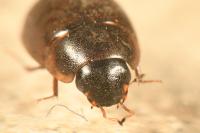 Enochrus nigritus
