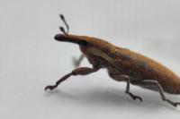 Lixus