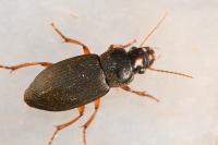 Pseudoophonus rufipes