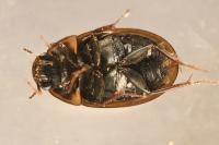Enochrus testaceus