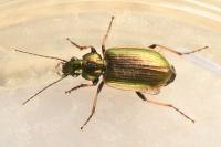 Agonum marginatum