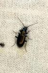Loricera pilicornis