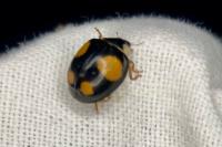 Harmonia axyridis