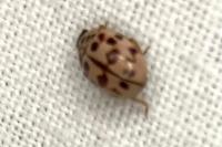 Oenopia conglobata