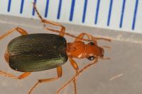 Brachinus psophia