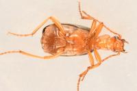 Brachinus psophia