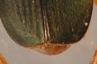 Brachinus psophia
