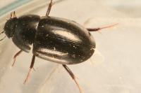 Limnoxenus niger
