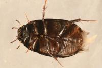 Limnoxenus niger