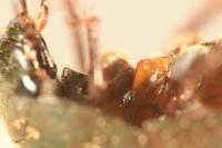 Limnoxenus niger