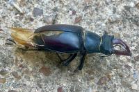 Lucanus cervus