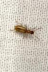 Demetrias atricapillus