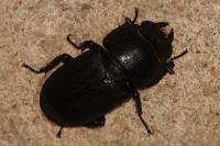 Dorcus parallelipipedus