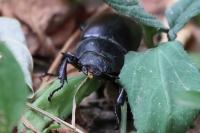 Lucanus cervus