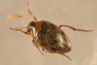 Haliplus ruficollis