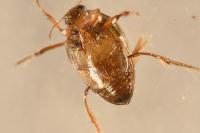 Haliplus ruficollis
