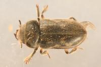 Heterocerus fenestratus