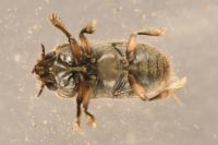 Heterocerus fenestratus