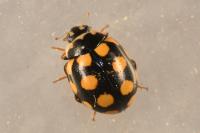 Coccinula quatuordecimpustulata