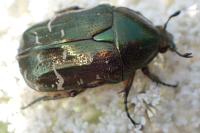 Potosia cuprea