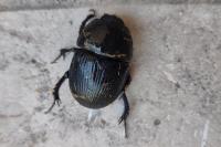 Geotrupes spiniger