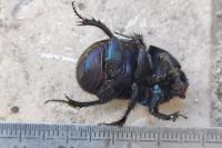 Geotrupes spiniger
