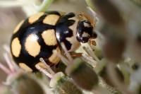 Coccinula quatuordecimpustulata