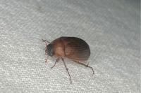 Serica brunnea