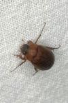 Serica brunnea