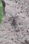 Cicindela hybrida