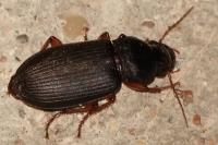 Pseudoophonus rufipes