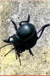 Timarcha tenebricosa