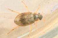 Berosus affinis