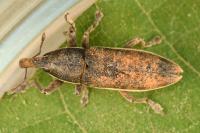 Lixus ochraceus
