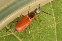 Anthocomus rufus