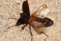 Pseudoophonus rufipes