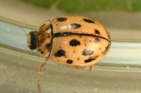 Propylea quatuordecimpunctata