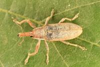 Lixus pulverulentus