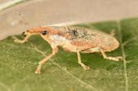 Lixus pulverulentus