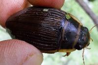 Dytiscus marginalis