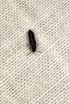 Anotylus